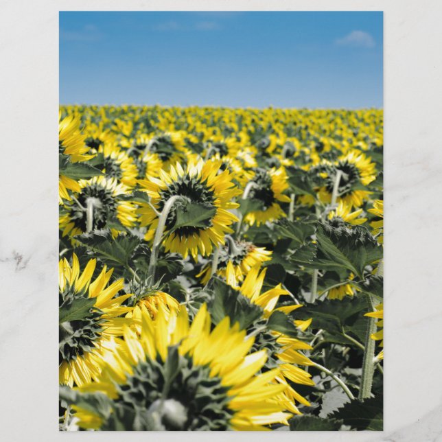 Papier Champ de tournesols (Devant)