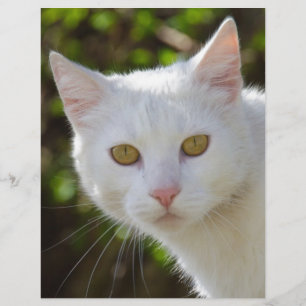 Papier Chat blanc aux yeux jaunes