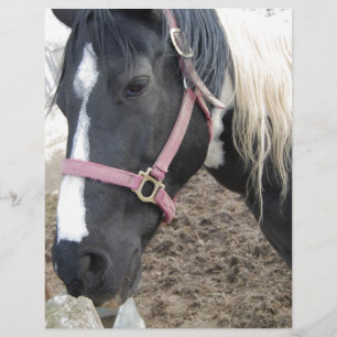 Papier Cheval Paint Pinto