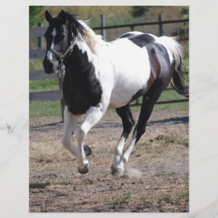 Papier Cheval Pinto Paint