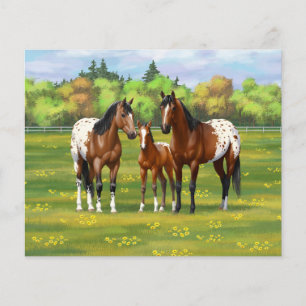 Papier Chevaux Appaloosa De Baie Brown En Pâturage D'Été