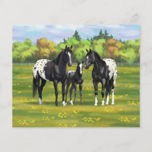 Papier Chevaux Appaloosa Noir Dans Les Pâturages D'Été