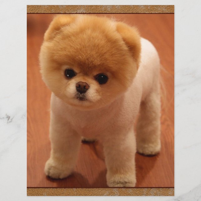 Papier Chien Poméranien Chien Chien Chien Chien Chien Chi (Devant)