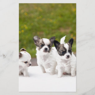 Papier chiots-453532.jpg