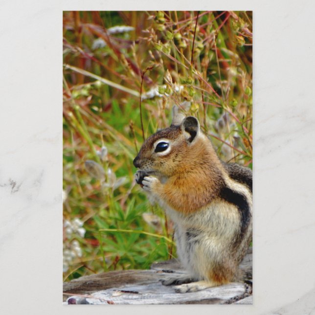 Papier Chubby mignon chipmunk sur la souche de bois (Devant)