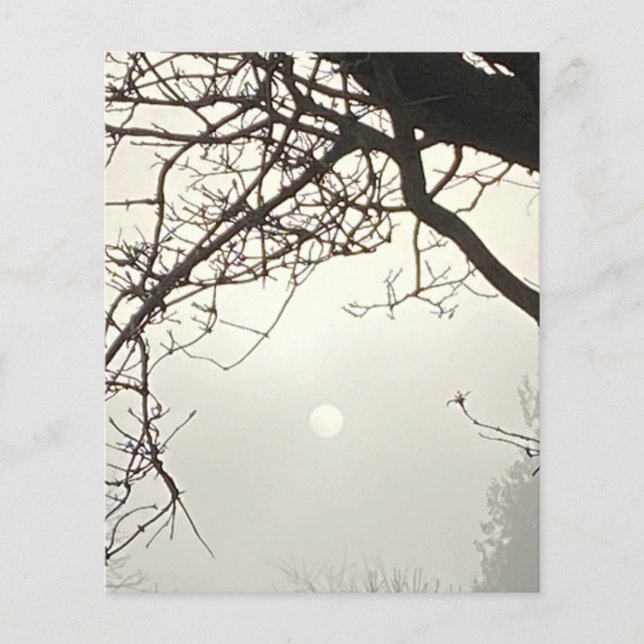 Papier Ciel Blanc Et Soleil Dramatiquement Encadrés D'Arb (Devant)