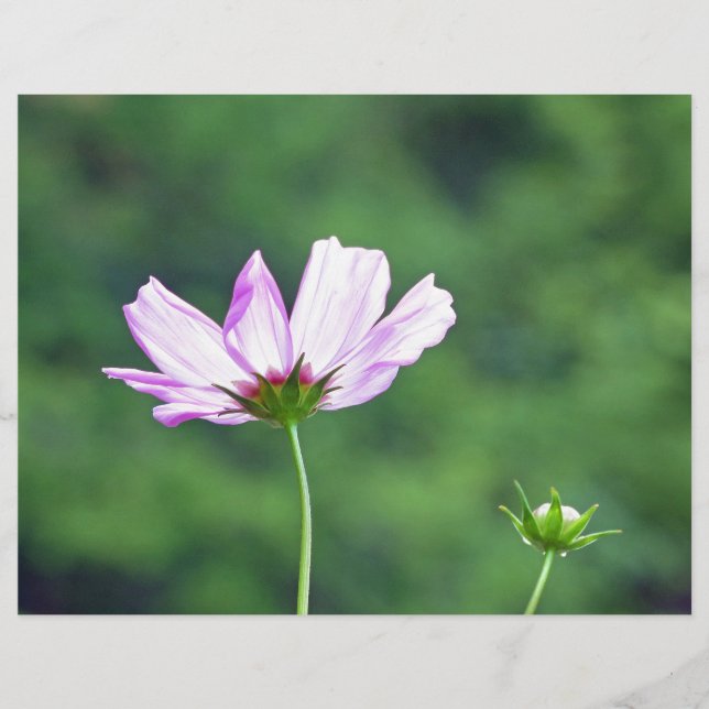 Papier Cosmos (Devant)