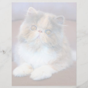 Papier Cutest Baby Animals   Calico Persian Kitten