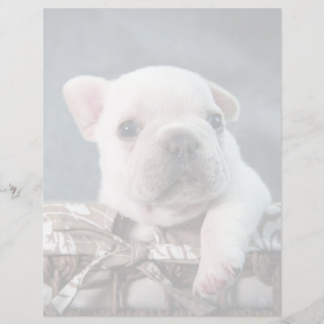 Papier Cutest Baby Animals | French Bulldog (Devant)