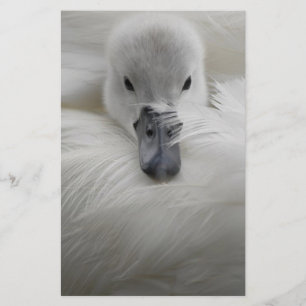 Papier Cygne, Belles Plumes Blanches, Beauté Confort