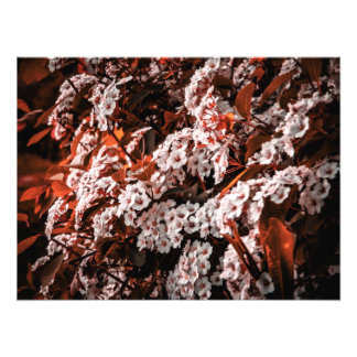 Papier d'agrandissement photo