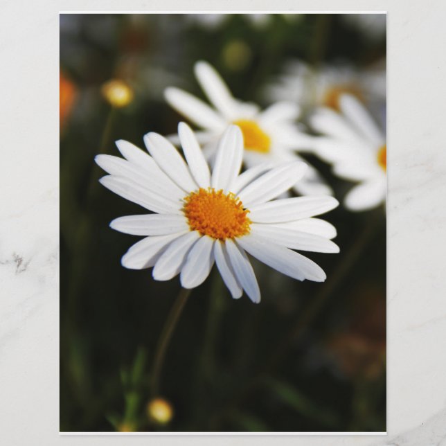Papier Daisy (Devant)