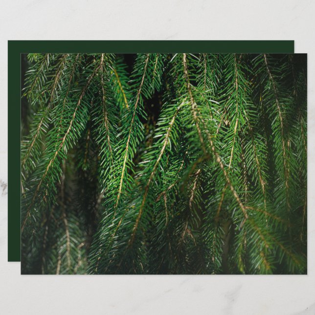 Papier Dark green spruce tree, winter Scrapbook Paper (Devant / Derrière)