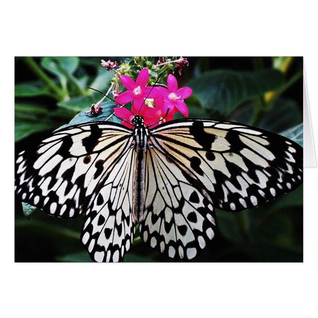 Papier de riz rose (Devant horizontal)