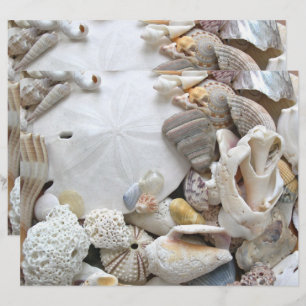 Papier de scrapbook vierge Coquilles de dollar de