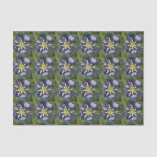 Papier de soie de soie de Bluebonnet de Texas (Recto)
