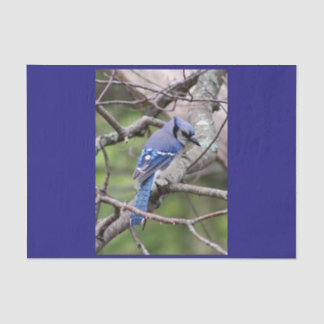Papier de soie de soie de geai bleu