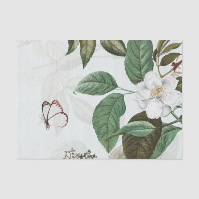 Papier de soie de soie de MAGNOLIA de PAPILLON (Recto)
