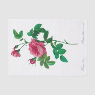 Papier de soie de soie de Redoute Rosa Inermis