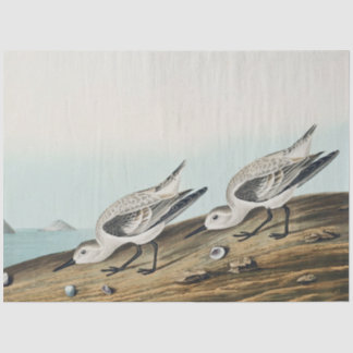 papier de soie mouettes sanderling audobon côtier