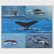 Papier d'emballage cadeau pour baleines à bosse