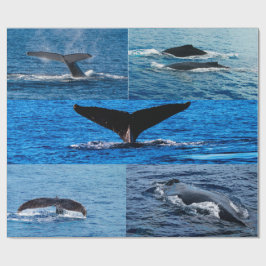 Papier d'emballage cadeau pour baleines à bosse