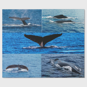 Papier d'emballage cadeau pour baleines à bosse