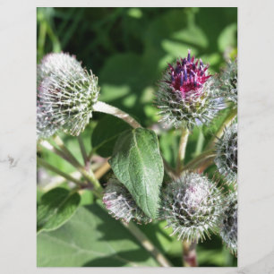 Papier dentelle sur chardon