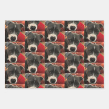 Papier d'enveloppement de Staffordshire Bull Terri
