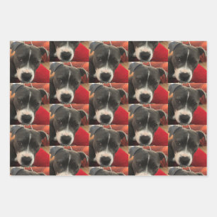 Papier d'enveloppement de Staffordshire Bull Terri