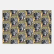 Papier d'enveloppement de Staffordshire Bull Terri