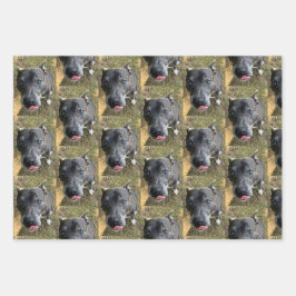 Papier d'enveloppement de Staffordshire Bull Terri