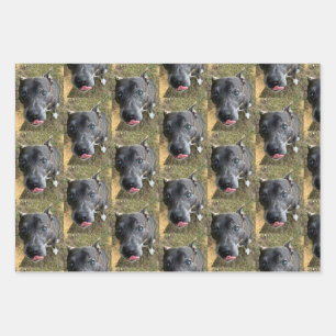 Papier d'enveloppement de Staffordshire Bull Terri