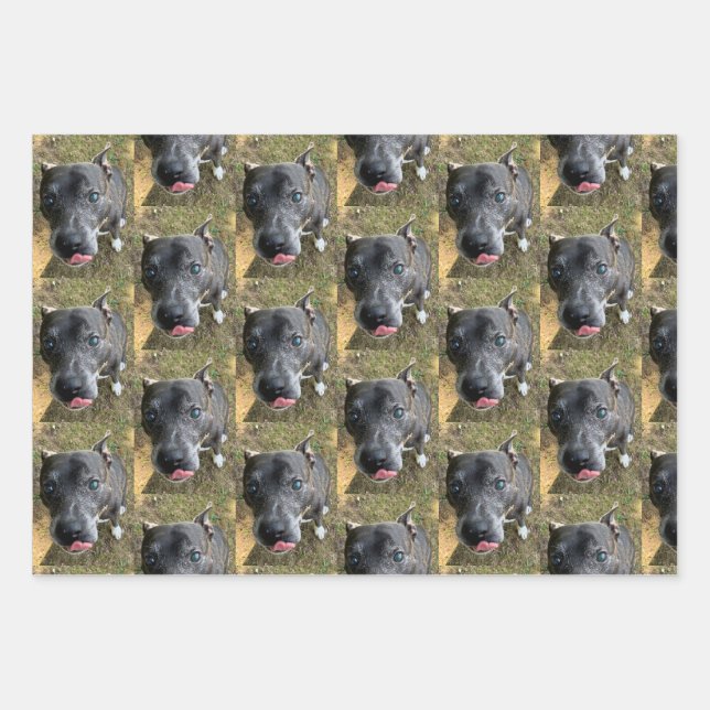 Papier d'enveloppement de Staffordshire Bull Terri (Devant)