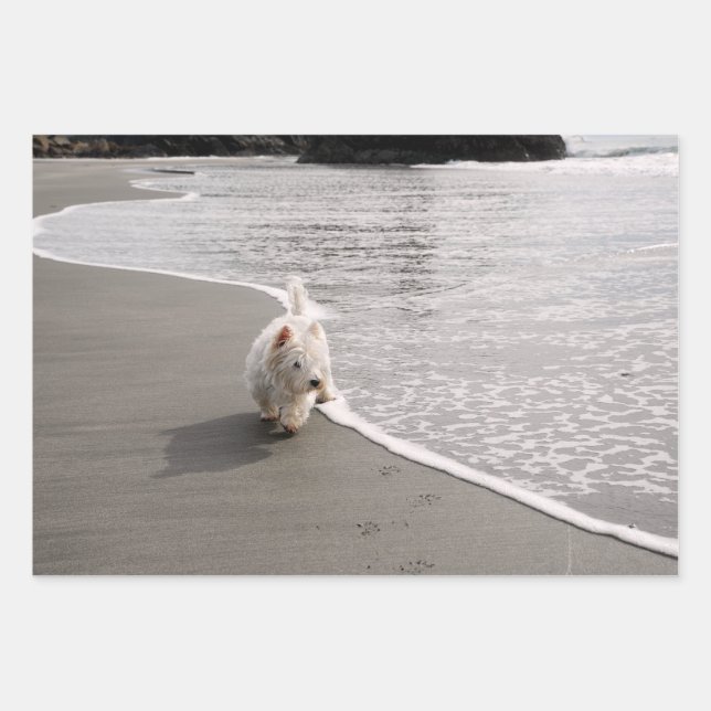 Papier d'enveloppement photo Westie Beachcombing (Devant)