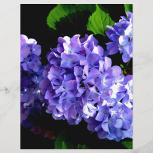 Papier Elégante hydrangée violette fleurie bleu pourpre