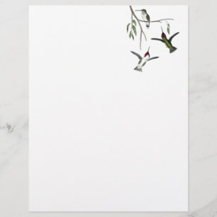 Papier En-tête de lettre Recyclé de colibri