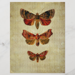 Papier Ephémère de l'album rouge et jaune des papillons