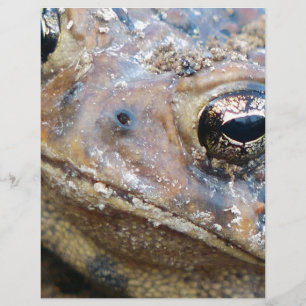 Papier Face de crapaud