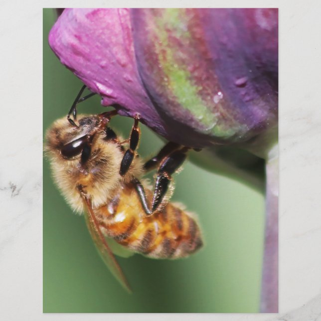 Papier Fallen Fuzzy Little Bee (Devant)