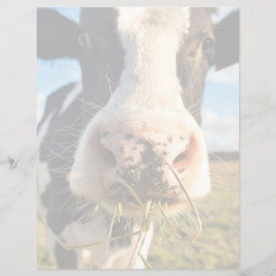 Papier Farms Holstein Cow Chewing