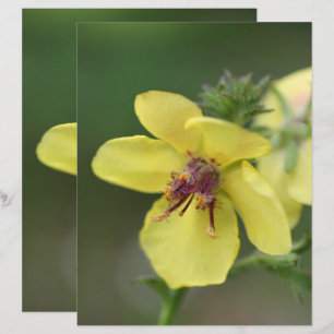 Papier Fleur Jaune délicate Gros plan