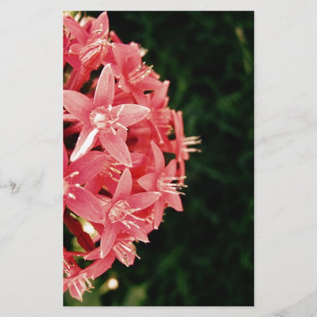 Papier Fleurs roses (Devant)