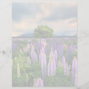 Papier Flowers (homonymie)   Lupine Field à New Zealand