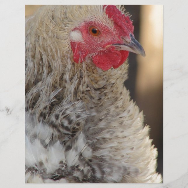 Papier Frizzle Rooster (Devant)