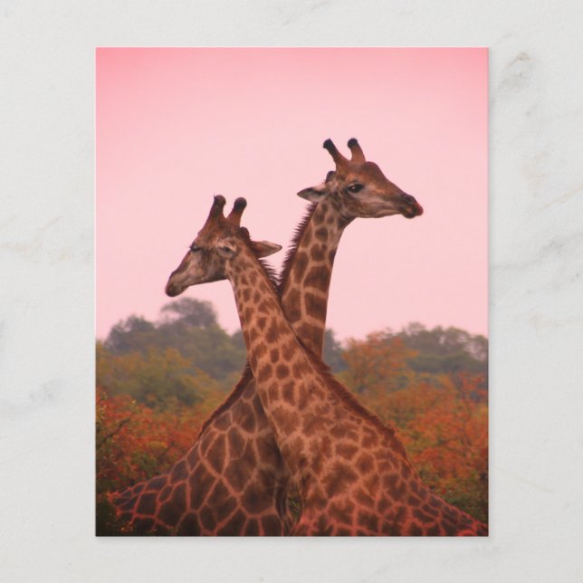 Papier Girafe au ciel rose (Devant)