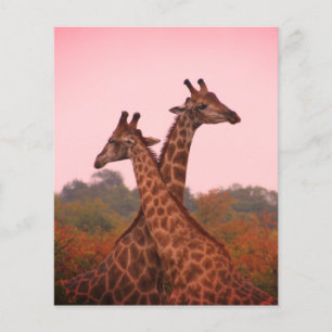 Papier Girafe au ciel rose