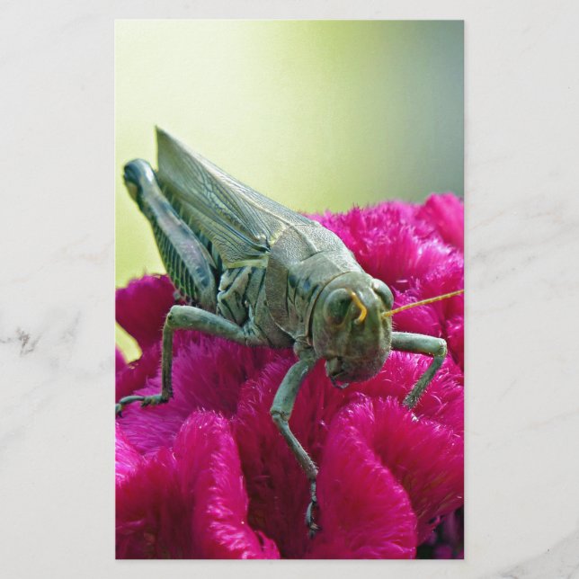 Papier Grasshopper sur Cockscomb (Devant)