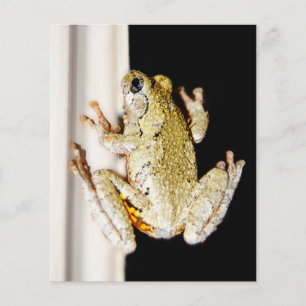 Papier Grenouille à arbre blanc jaune