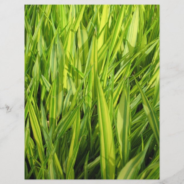 Papier herbe (Devant)